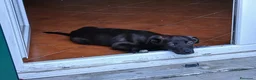 Meticcio cani in regalo: Totò  - Annuncio 7