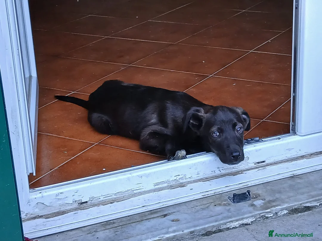 Meticcio cani in regalo: Totò  - Annuncio 7