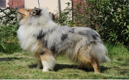 Collie cani in vendita: Cucciola tricolore  a Province of Como - Immagine 14