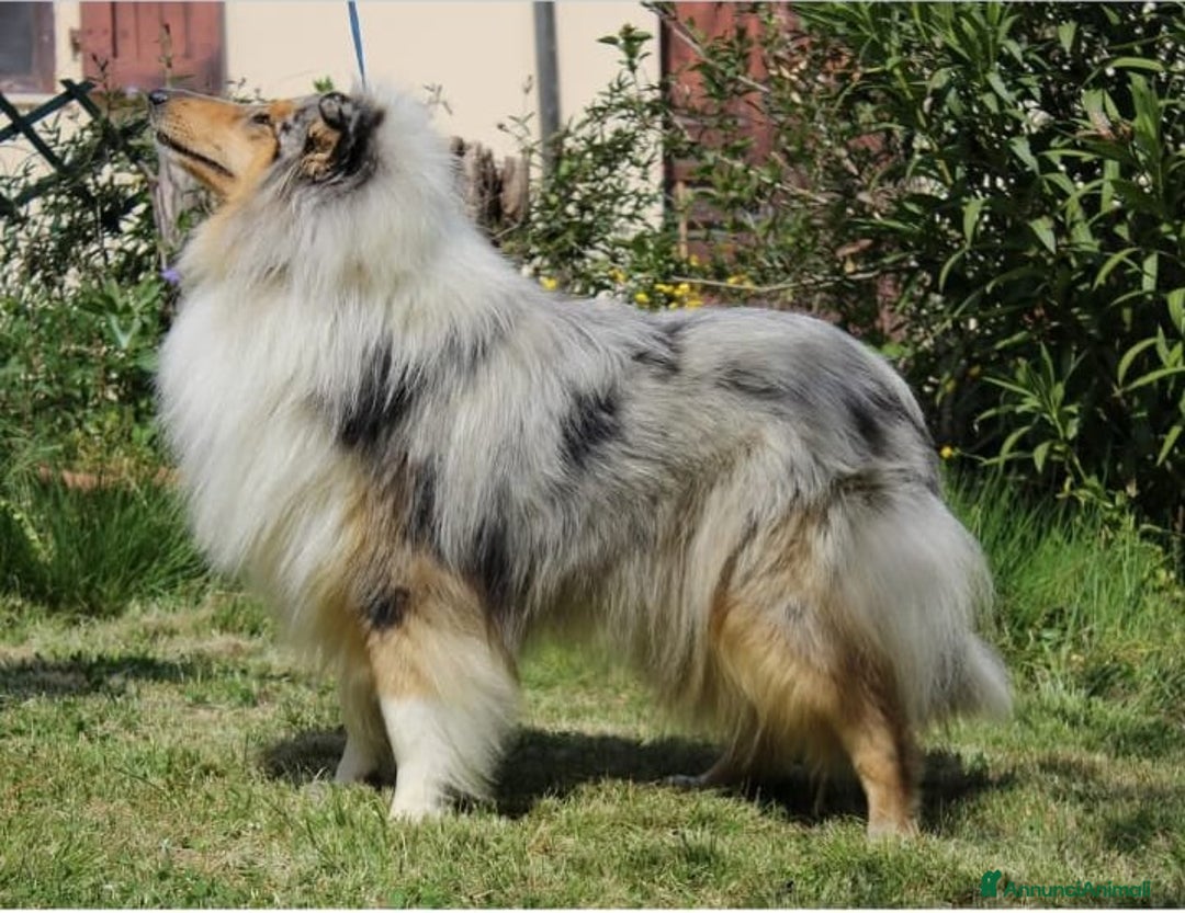 Collie cani in vendita: Cucciola tricolore  a Province of Como - Immagine 14