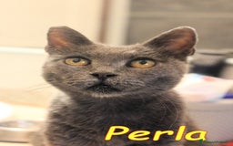 Certosino gatti in regalo: Stupenda PERLA💝 - Annuncio 3