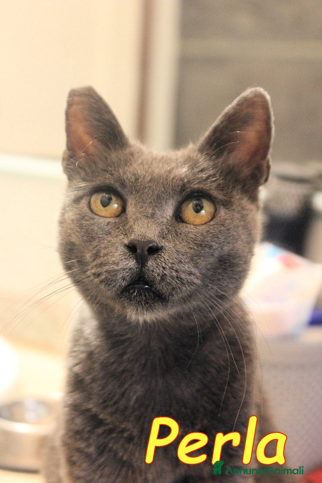 Certosino gatti in regalo: Stupenda PERLA💝 - Annuncio 3