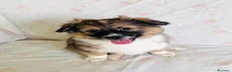 Meticcio cani in regalo: Cucciolo tg piccola 3 mesi - Annuncio 3