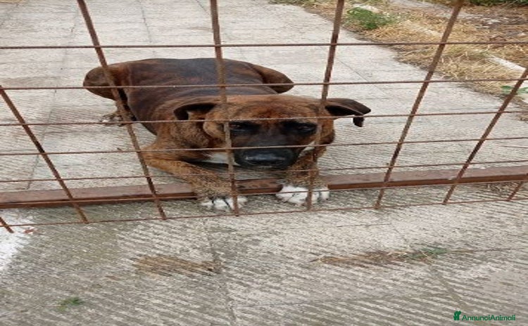 Meticcio cani a Città Metropolitana di Torino - Annuncio 8