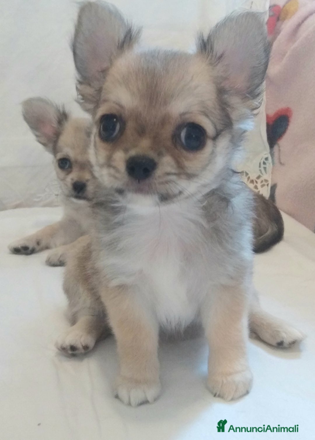 Chihuahua cani in vendita: Chihuahua Femmina a pelo lungo con Pedegree Enci  - Annuncio 5