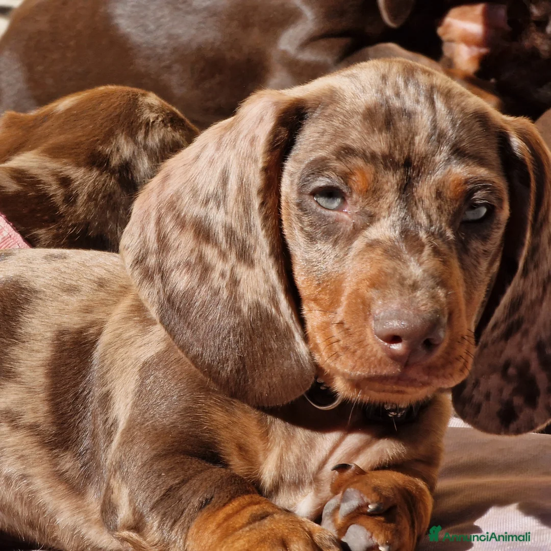 Bassotto cani in vendita: Bassotto arlecchino e cioccolato femmina e maschio - Annuncio 7