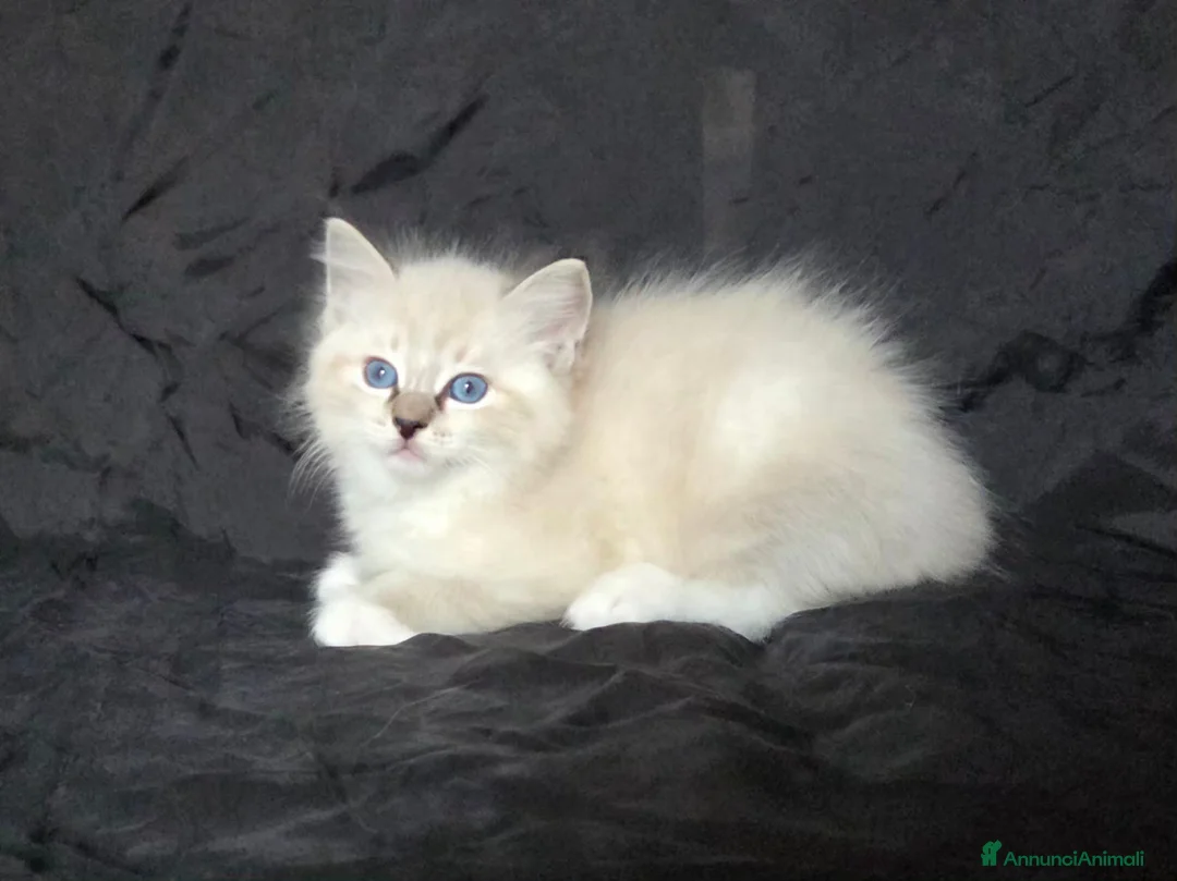 Ragdoll gatti in vendita: Cuccioli di Ragdoll di alta genealogia  - Annuncio 7