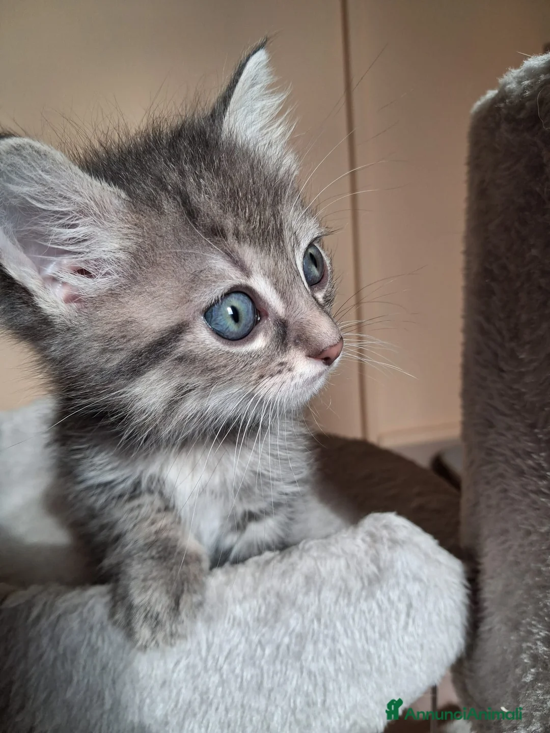 Meticcio gatti in regalo: Maya e i suoi piccoli  - Annuncio 1