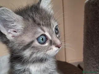 Meticcio gatti Maya e i suoi piccoli - Annuncio 9