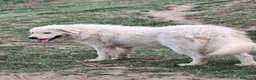 Pastore Abbruzzese Maremmano cani in vendita: Cuccioli di pastore Abruzzese Maremmano  - Annuncio 6