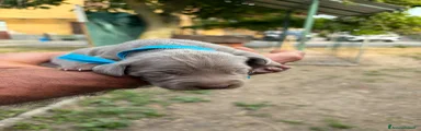 Weimaraner 1