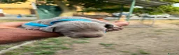 Weimaraner cani in vendita: Cucciolata di 6 weimaraner  - Annuncio 7