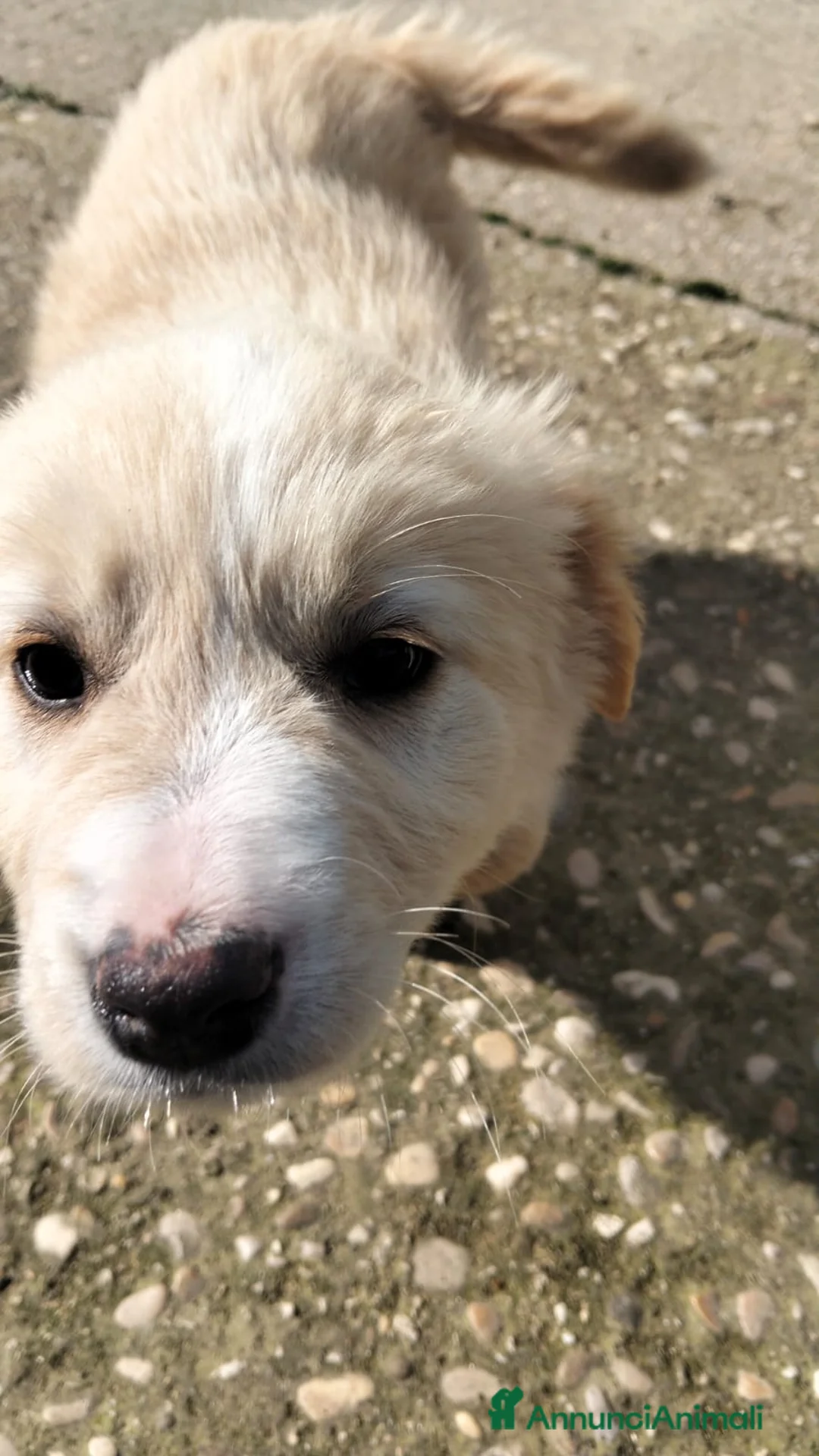 Meticcio cani in regalo: Cuccioli in cerca di amore - Annuncio 1