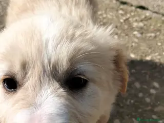 Meticcio cani Cuccioli in cerca di amore - Annuncio 1