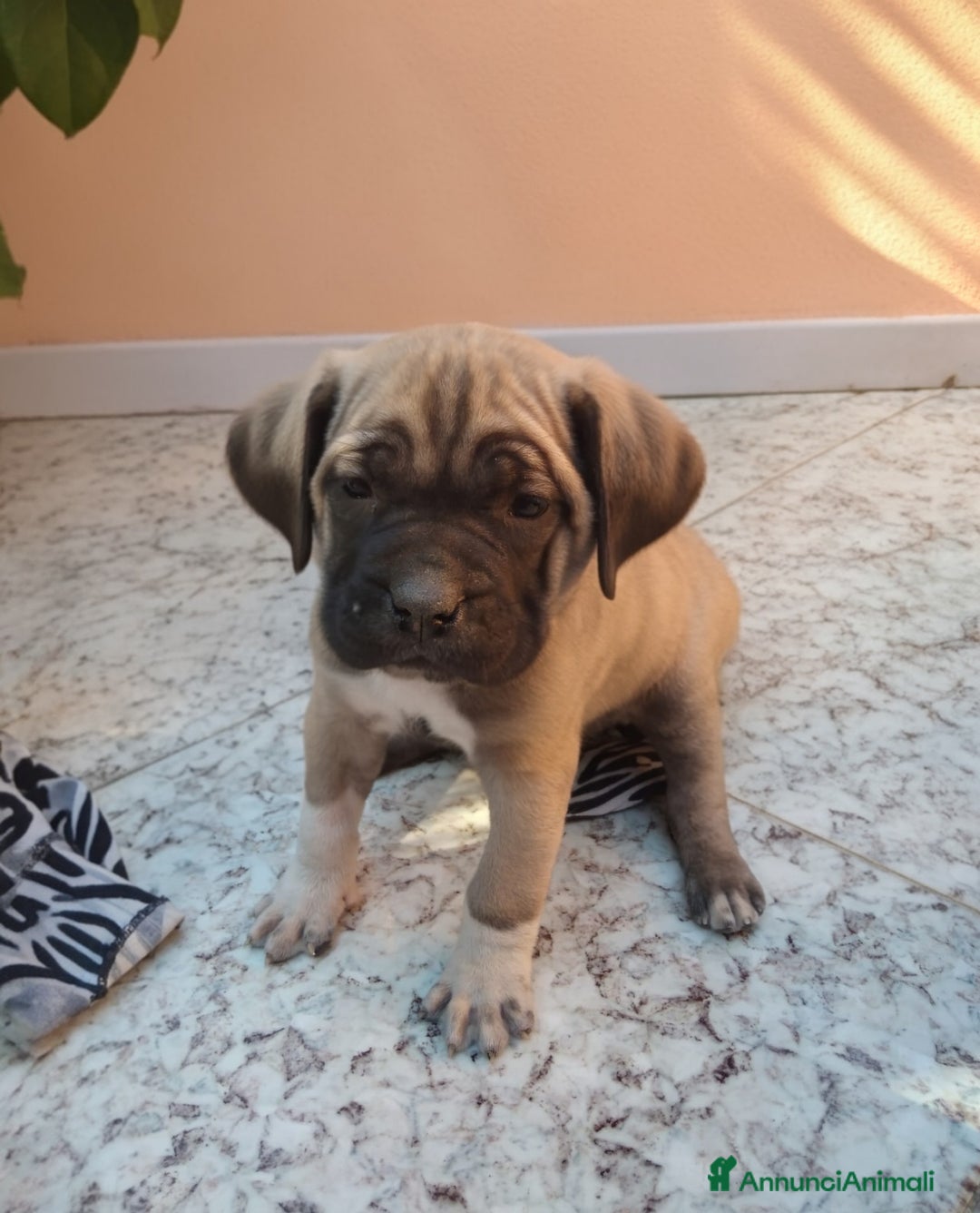 Cane Corso cani in vendita: ​Cane Corso Cuccioli,Pronti per la prenotazione. - Annuncio 4