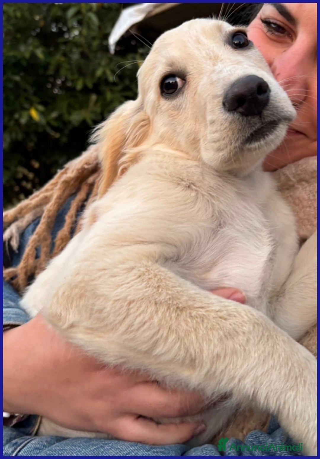 Setter Inglese cani in regalo: MIRTILLO, CUCCIOLO 3 MESI MIX SETTER, SOPRAVVISSUT - Annuncio 4