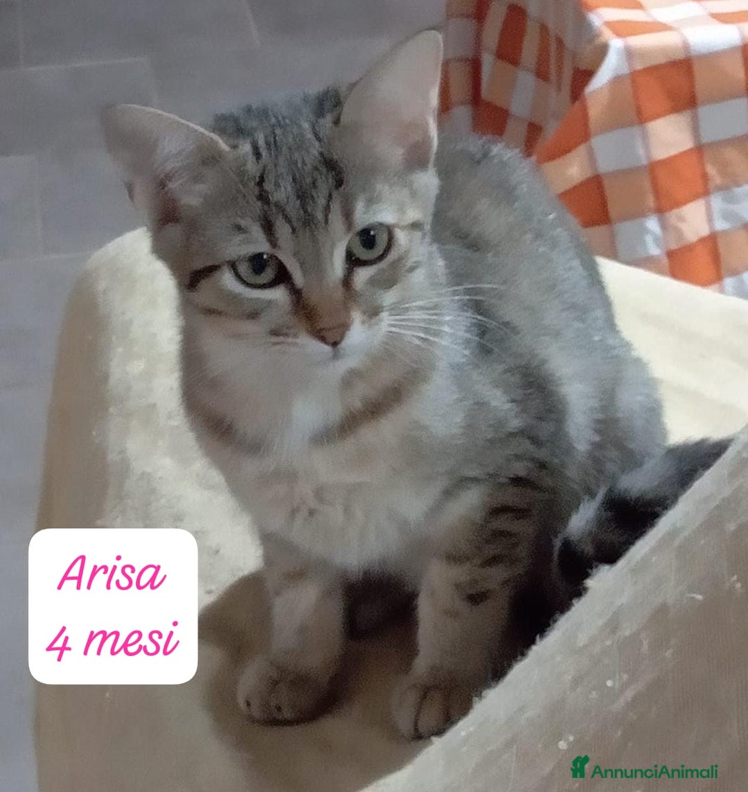 Altre razze gatti in regalo: Gattini cercano urgentemente casa  - Annuncio 9