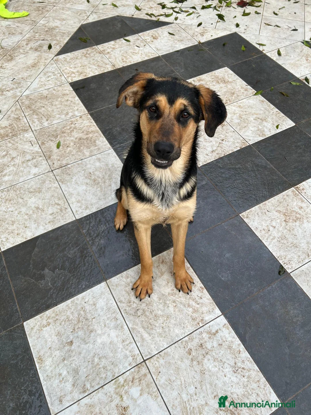 Meticcio cani in regalo: CIRCE ASPETTA UNA MAMMA  - Annuncio 4