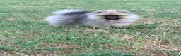 Spitz cani in vendita: Spitz tedesco nano a Provincia di Ancona - Annuncio 7