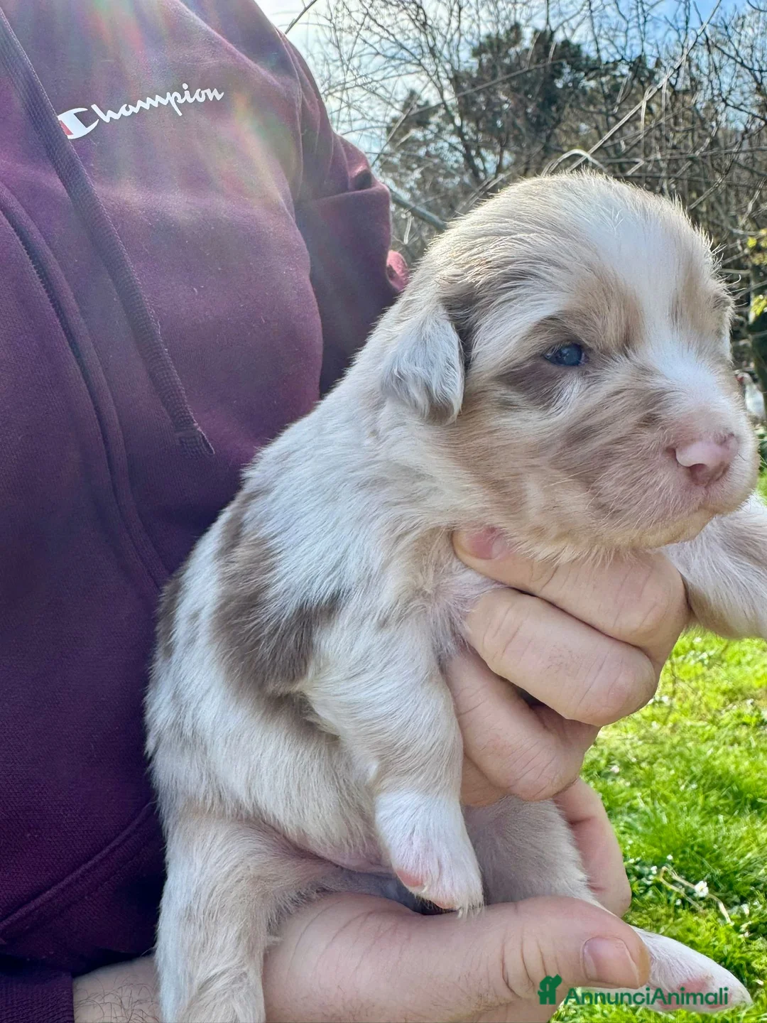 Australian Shepherd cani in vendita: Vendesi Cuccioli di Pastore Australiano  RED MERLE - Annuncio 13
