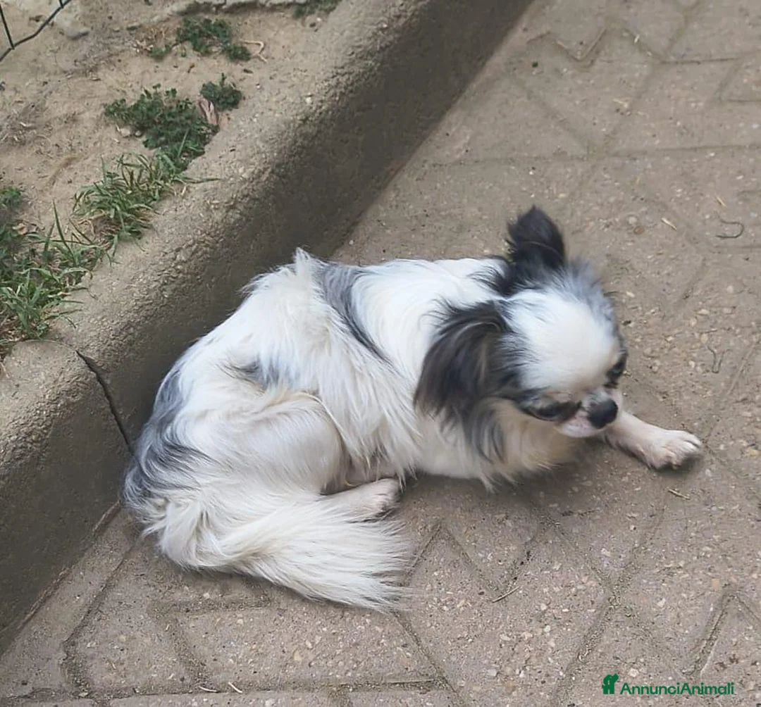 Chihuahua cani in vendita: Chihuahua maschio cucciolone  - Annuncio 2