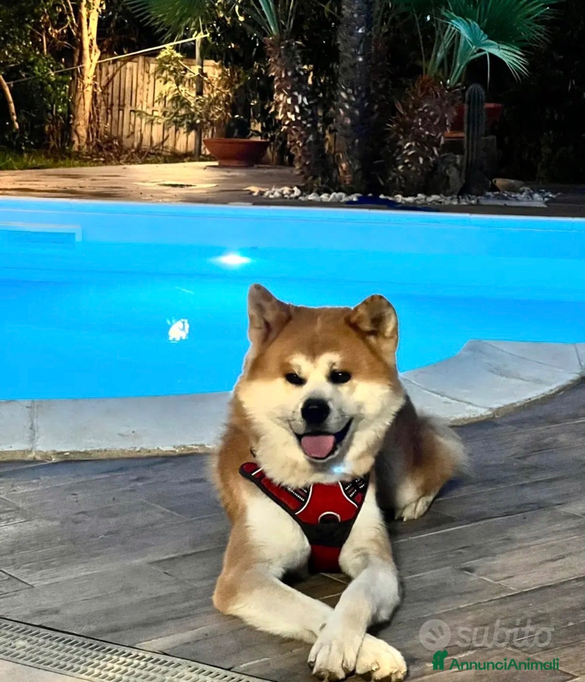 Akita Inu cani Akita Inu maschi per monta - Annuncio 1