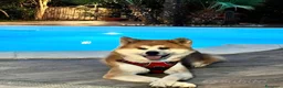 Akita Inu cani per accoppiamento: Akita Inu maschi per monta a Città metropolitana di Palermo - Annuncio 1