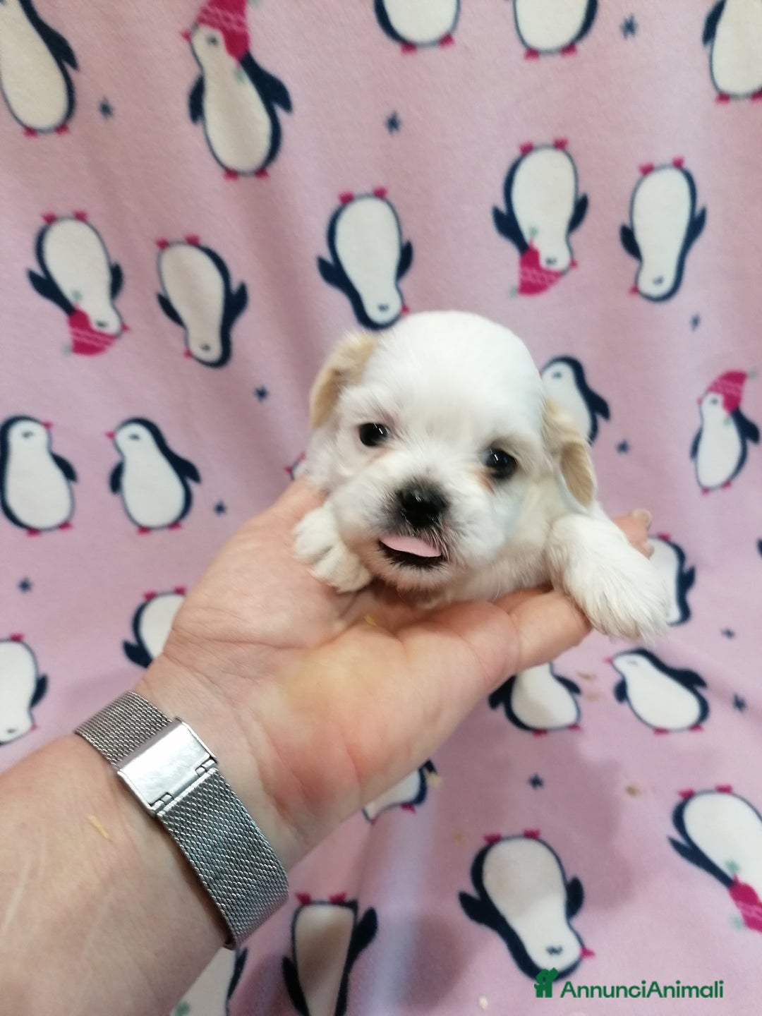 Shih Tzu cani in vendita: Shih Tzu cuccioli bianchi - Annuncio 5