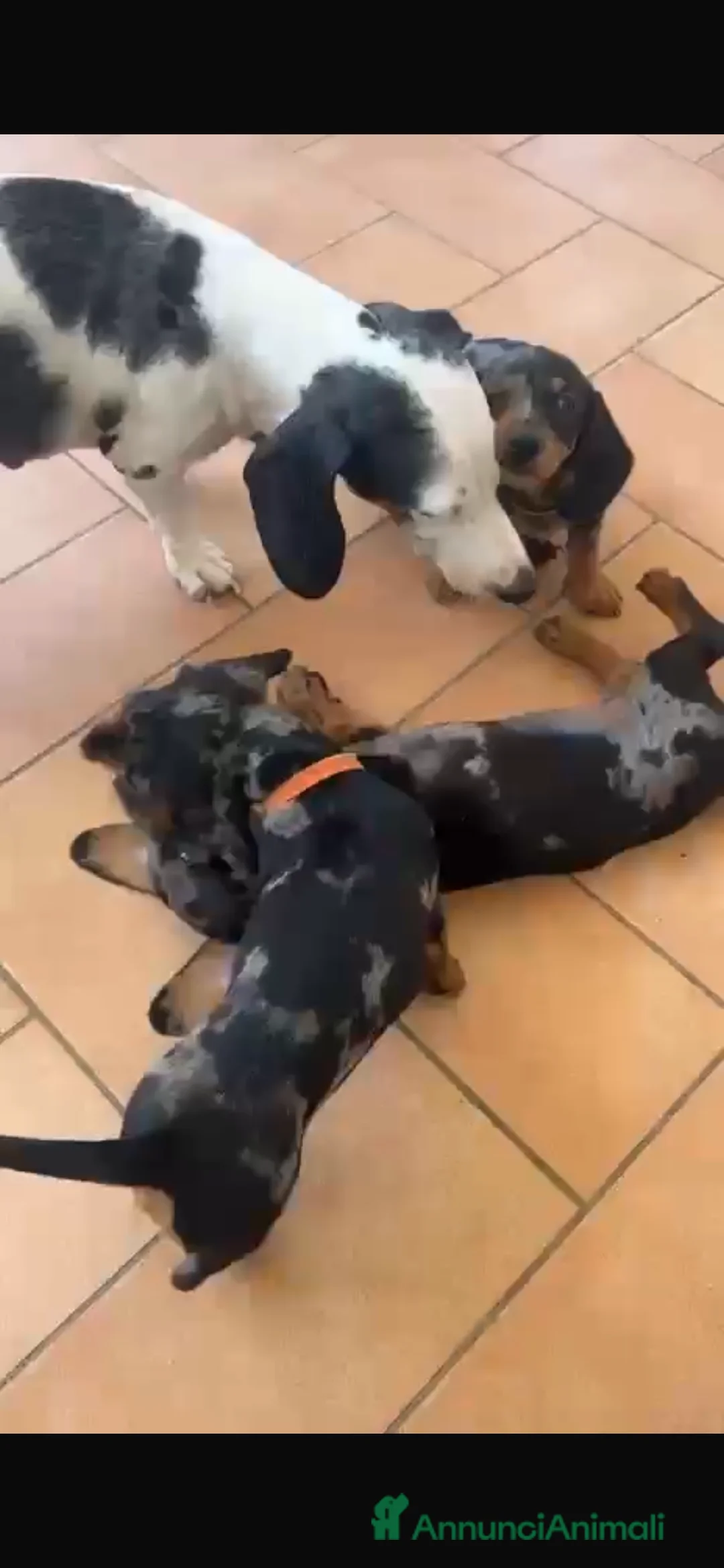 Bassotto cani in vendita: Bassotto femmina  a Città metropolitana di Roma Capitale - Annuncio 2