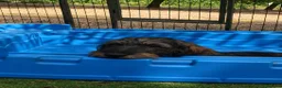 Bassotto cani in vendita: Ultime due cucciole di bassotto a pelo duro - Annuncio 20