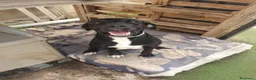 Meticcio cani in regalo: BENNY 💙 il cane che non ha smesso di aspettare a Provincia di Modena - Annuncio 3