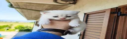 British gatti in vendita:  Cuccioli British Shorthair con pedigree  a Provincia di Cuneo - Annuncio 4