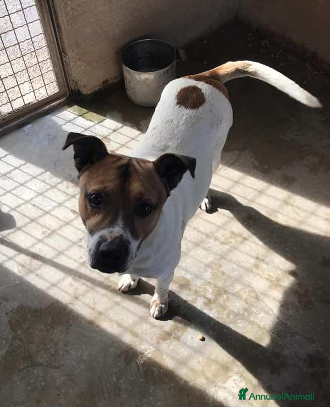 Meticcio cani in regalo: JACKY, dolcissimo e dimenticato da tutti. - Annuncio 4