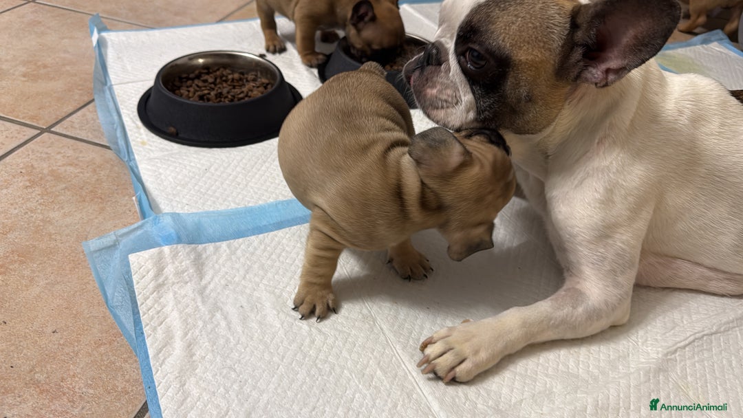 Bulldog Francese cani in vendita: Cuccioli di bulldog francese  - Annuncio 6
