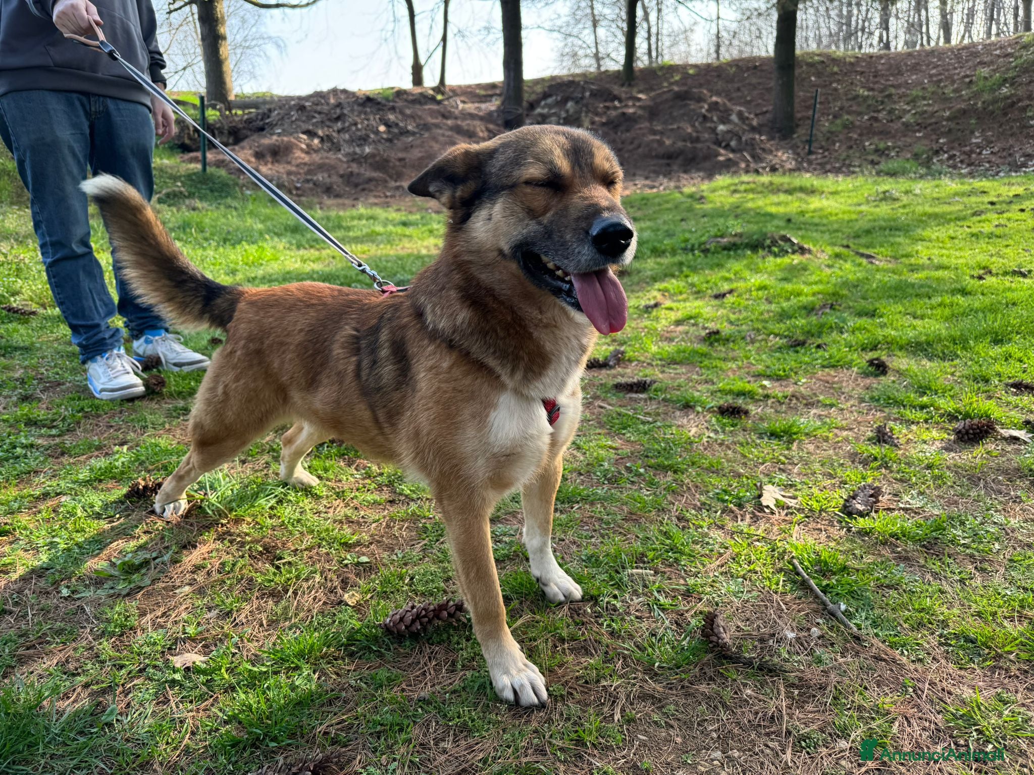 Meticcio cani Anais, la nostra splendida lupetta - Annuncio 18