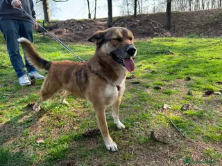 Meticcio cani Anais, la nostra splendida lupetta - Annuncio 18