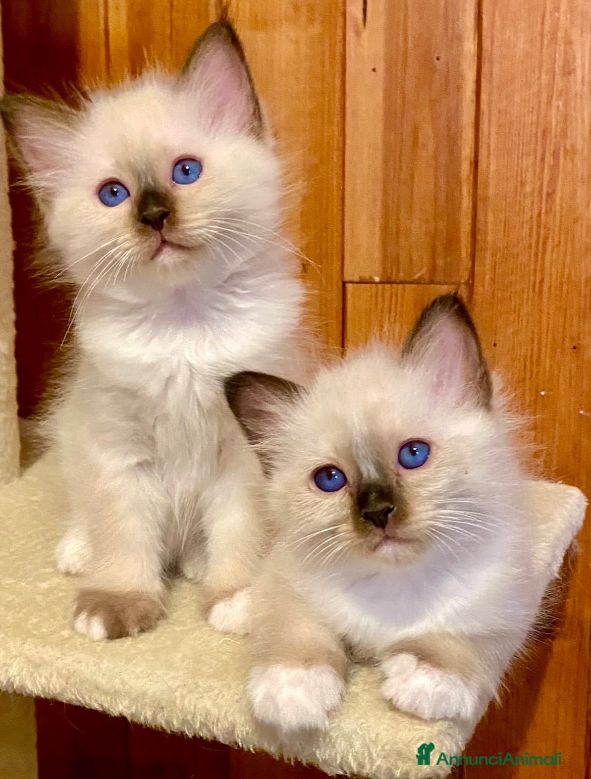 Sacro di Birmania gatti in vendita: Cuccioli Sacro di Birmania seal point con pedigree - Annuncio 3