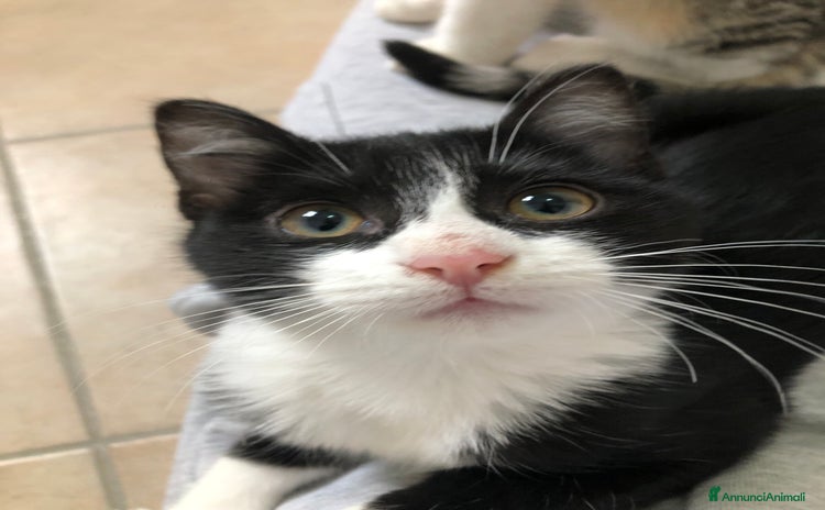 Altre razze gatti - Annuncio 9