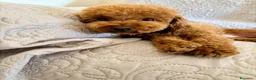 Barboncino Toy cani per accoppiamento: Disponibile per accoppiamento  - Annuncio 2