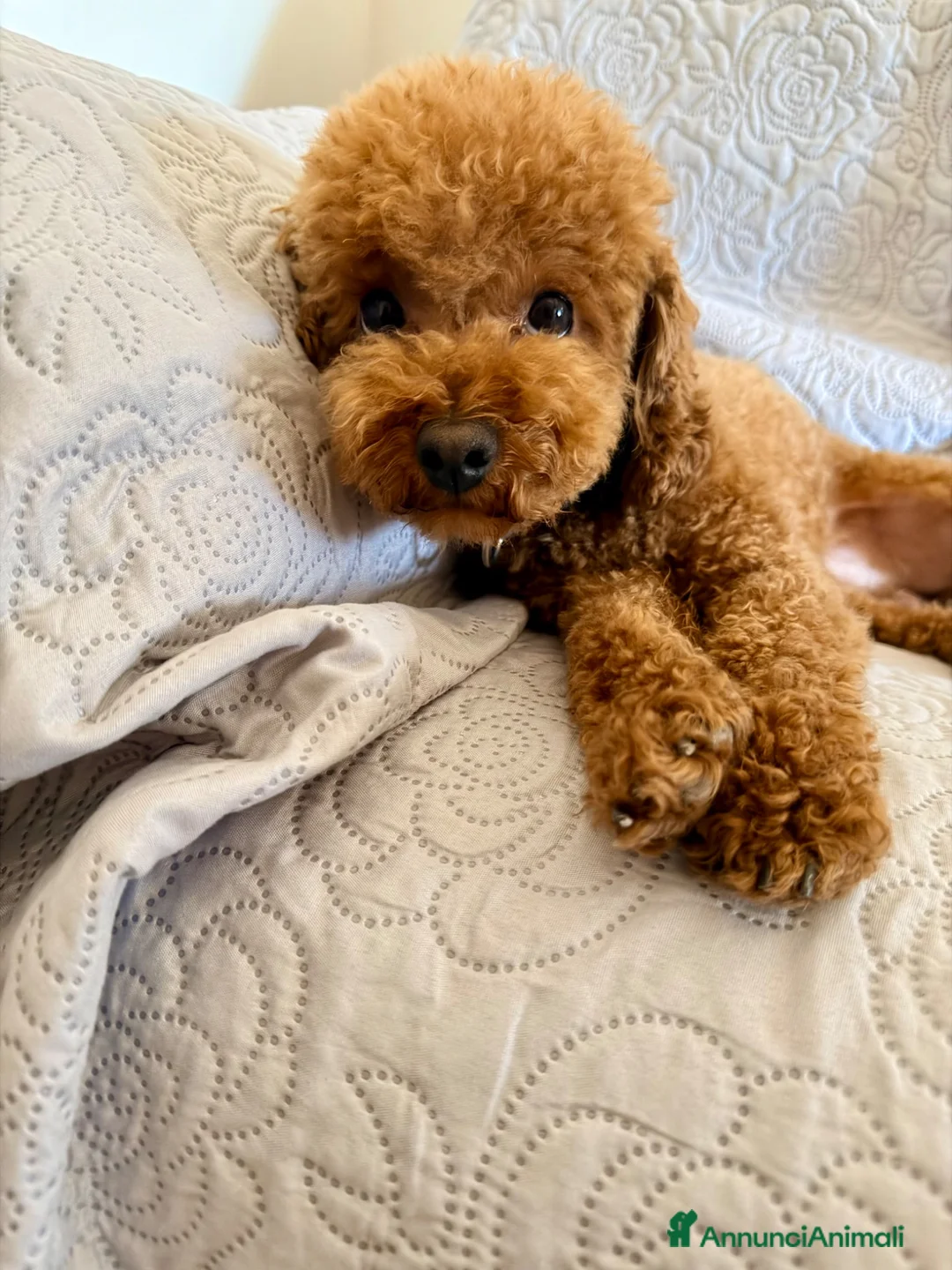 Barboncino Toy cani per accoppiamento: Disponibile per accoppiamento  - Annuncio 2