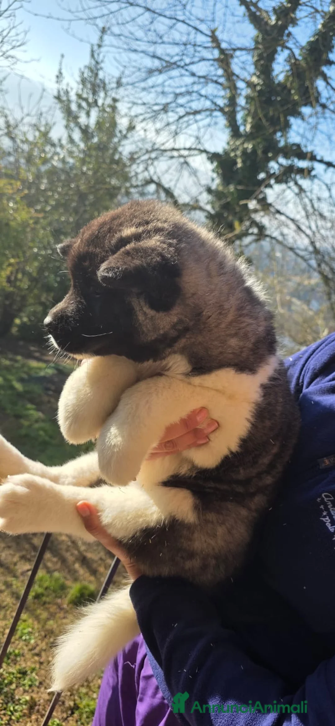 Akita Americano cani in vendita: Cuccioli akita americano  a Provincia di Alessandria - Annuncio 5