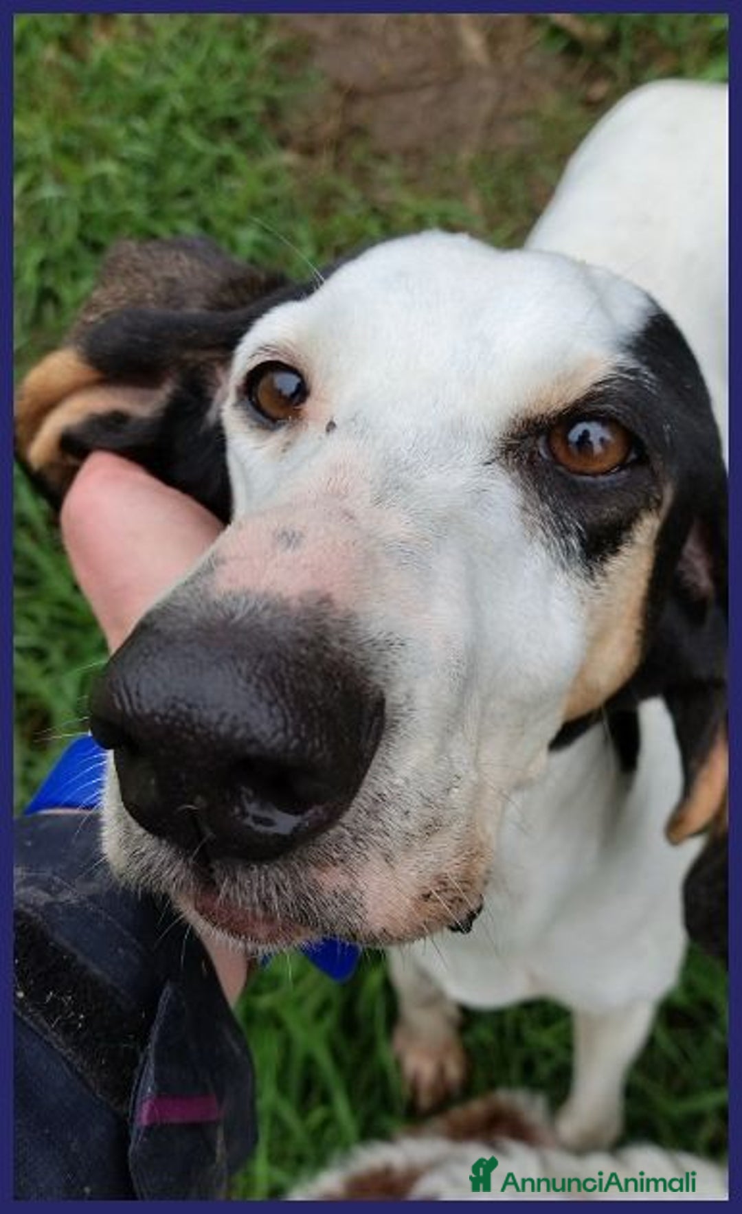 Segugio cani in regalo: MOIRA 7anni dolcissima segugia - Annuncio 5