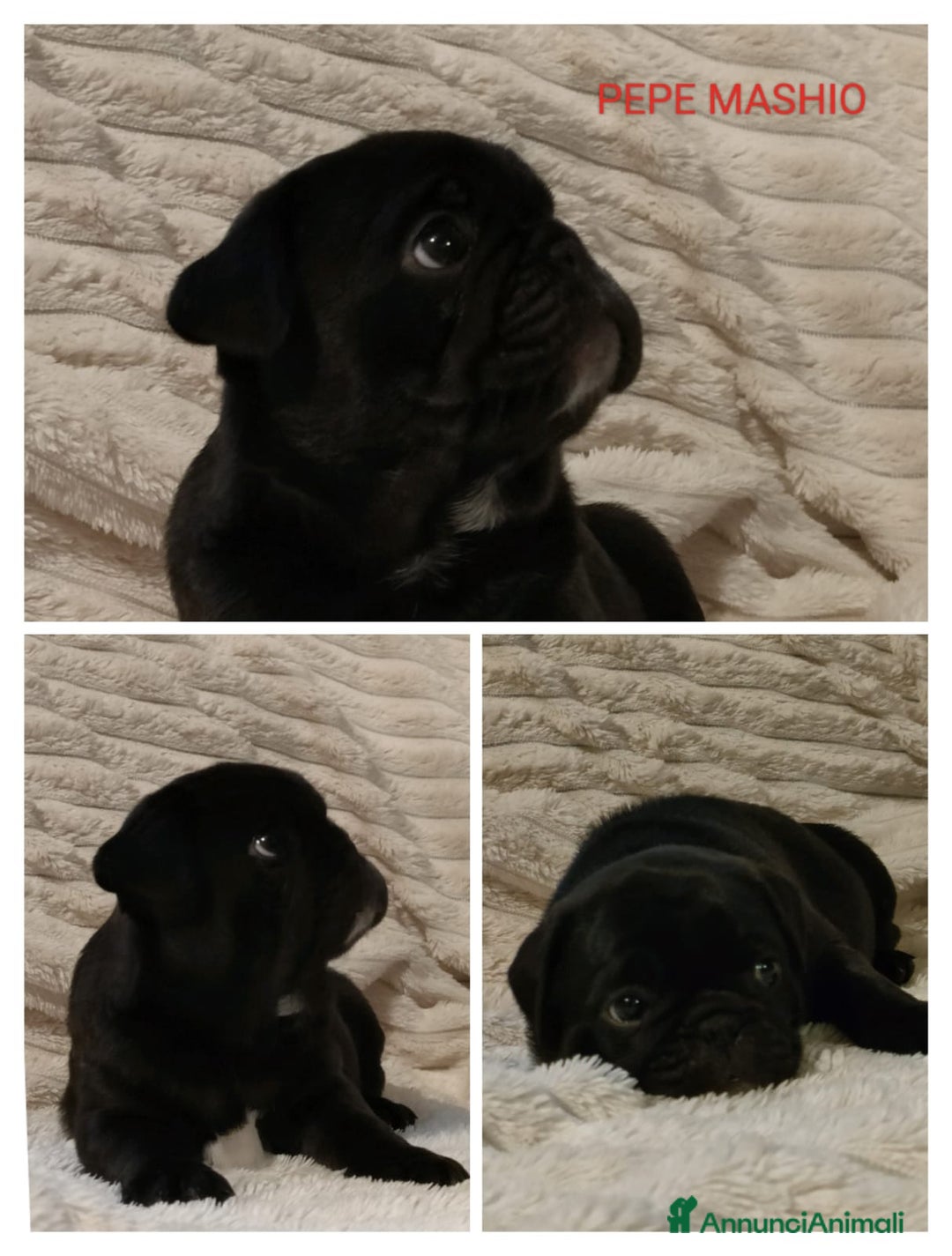 Meticcio cani in vendita: Cuccioli FRUG - Annuncio 7