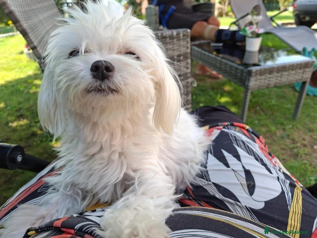 Maltese cani in vendita: Maltese cucciolo maschio  - Annuncio 3