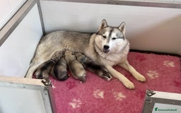 Husky cani in vendita: Bellissima cucciola di Siberian Husky a Provincia di Cuneo - Immagine 6