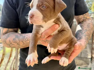 Pitbull cani Cuccioli Pitbull UKC Black Red Blue Nose - Annuncio 2