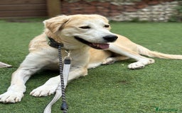 Labrador cani in regalo: Lady una dolcezza pura di 3 mesi a Città Metropolitana di Torino - Immagine 5