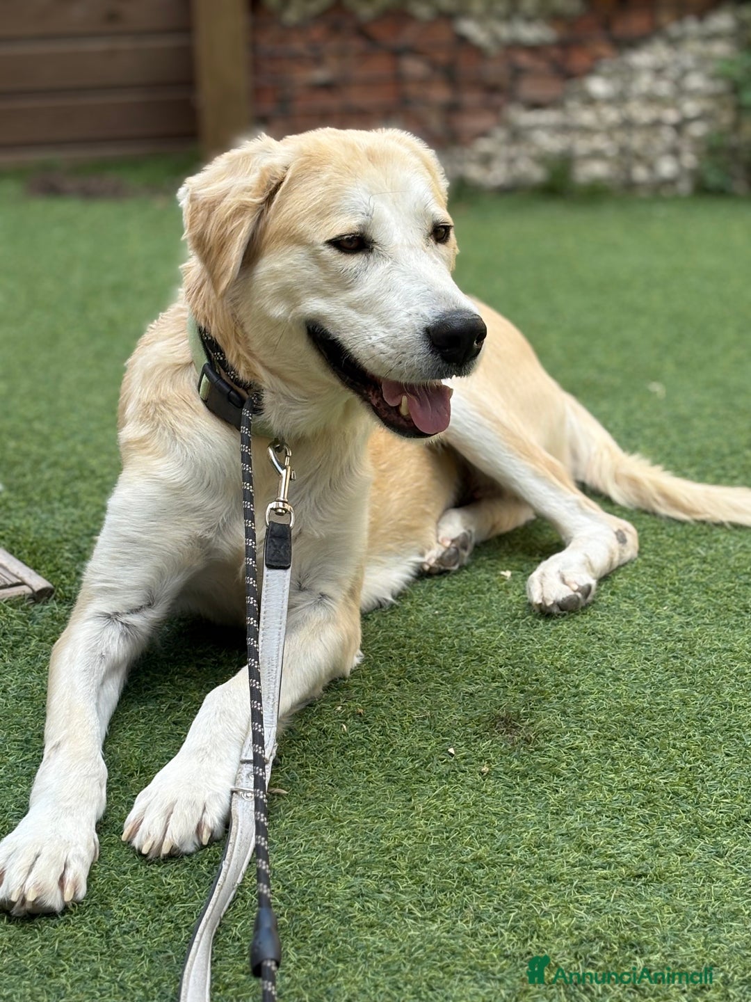 Labrador cani in regalo: Lady una dolcezza pura di 3 mesi a Città Metropolitana di Torino - Immagine 5