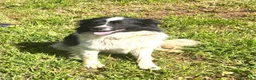 Meticcio cani in regalo: Giorgio simil border collie a pelo lungo - Annuncio 4
