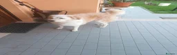 Meticcio cani in regalo: Ambra  a Provincia di Pisa - Annuncio 3